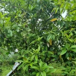 IMG-20230419-WA0006